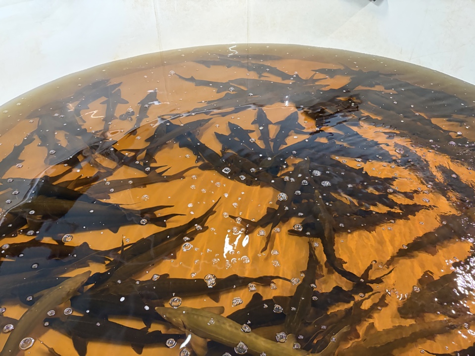 Работа Комиссии Восточно-Сибирского территориального управления Росрыболовства, осуществляющей контроль за выполнением работ по искусственному воспроизводству водных биологических ресурсов